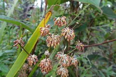 Lomandra multiflora multiflora