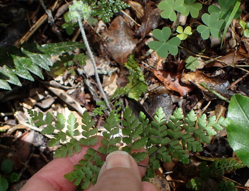 Image of Bergius's Lip Fern (Cheilanthes bergiana) by (c) Nicola van Berkel, some rights reserved (CC BY-SA)