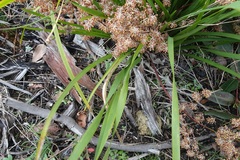 Lomandra multiflora multiflora
