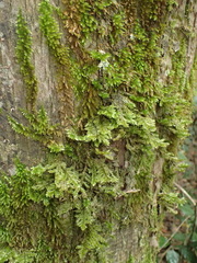 Pterobryopsis hoehnelii
