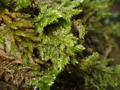 Pterobryopsis hoehnelii