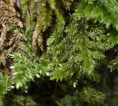 Pterobryopsis hoehnelii