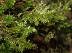 Pterobryopsis hoehnelii