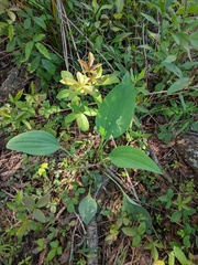 Arnoglossum plantagineum