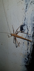 Tylopsis peneri