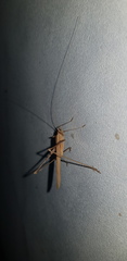 Tylopsis peneri