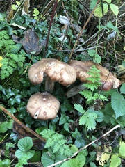 Fungi