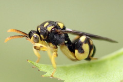 Conura xanthostigma