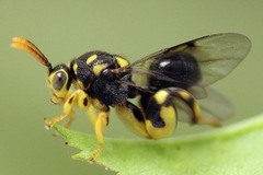Conura xanthostigma