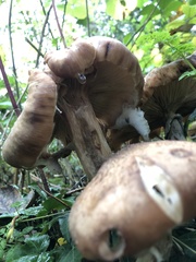 Fungi