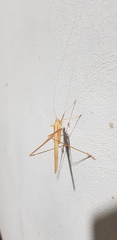 Tylopsis peneri