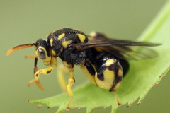 Conura xanthostigma