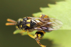 Conura xanthostigma