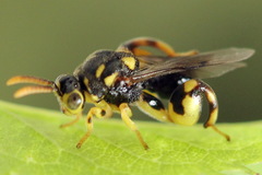 Conura xanthostigma