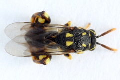Conura xanthostigma