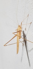 Tylopsis peneri