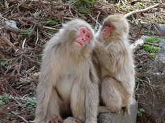 Macaca fuscata