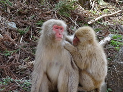 Macaca fuscata