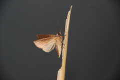 Hemiceras trinubila