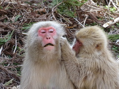 Macaca fuscata