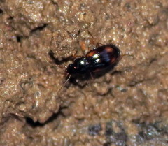 Elaphropus vernicatus