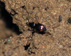Elaphropus vernicatus