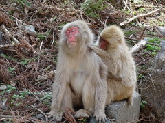 Macaca fuscata