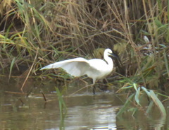 Egretta garzetta