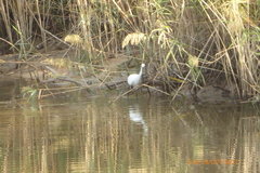 Egretta garzetta