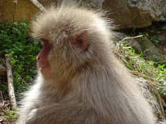 Macaca fuscata