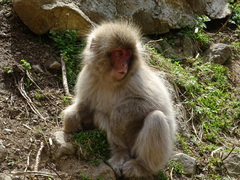Macaca fuscata