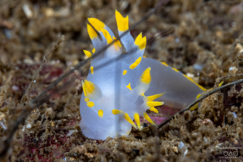 Polycera faeroensis