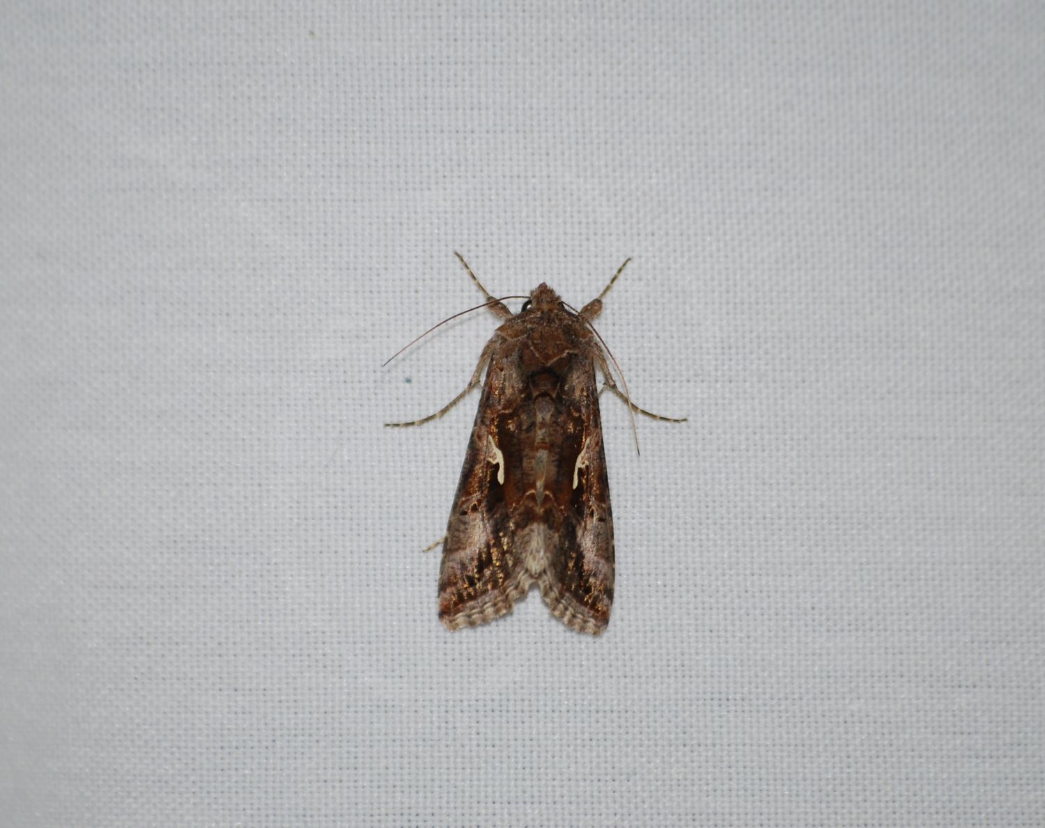 Plusia Gamma