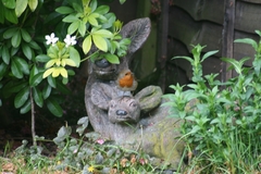 Erithacus rubecula