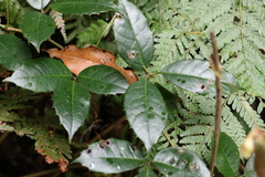 Tetrastigma nitens