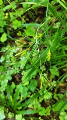 Carex blanda