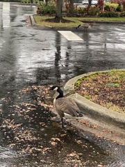 Branta canadensis image