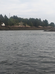 Phoca vitulina vitulina