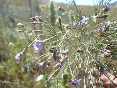 Psoralea pullata