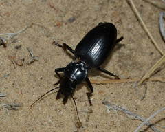 Taphoxenus goliath