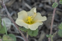 Rhynchosida physocalyx