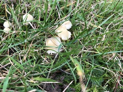 Fungi