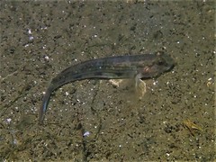 Acentrogobius pflaumii