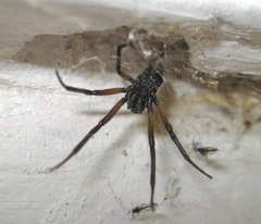 Steatoda paykulliana
