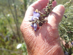 Psoralea pullata