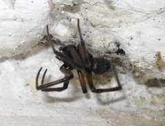 Steatoda paykulliana