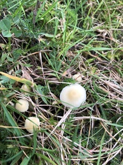 Fungi