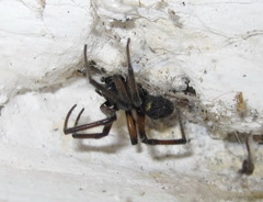 Steatoda paykulliana