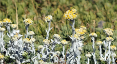 Helichrysum crispum