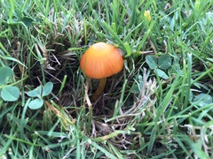 Hygrocybe insipida